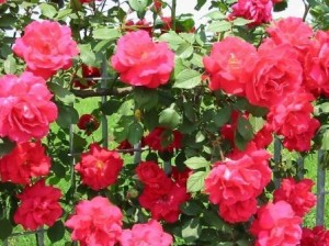 rose-bush.jpg